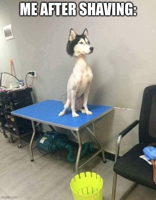 i shaved last night and i feel much better. ( i have no facial hair) | ME AFTER SHAVING: | image tagged in shaved dog husky | made w/ Imgflip meme maker