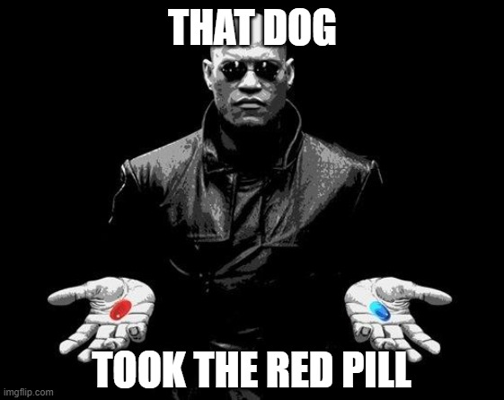 Matrix Morpheus Offer | THAT DOG TOOK THE RED PILL | image tagged in matrix morpheus offer | made w/ Imgflip meme maker