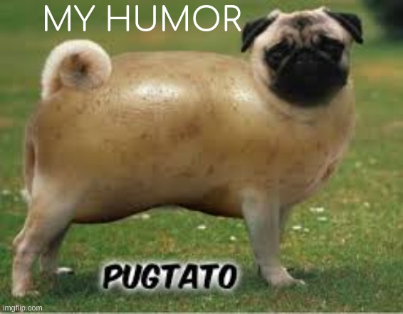 yes | MY HUMOR | image tagged in pug love | made w/ Imgflip meme maker