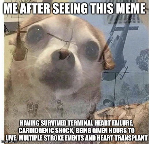 WhoAmI’s dark humor | ME AFTER SEEING THIS MEME; HAVING SURVIVED TERMINAL HEART FAILURE, CARDIOGENIC SHOCK, BEING GIVEN HOURS TO LIVE, MULTIPLE STROKE EVENTS AND HEART TRANSPLANT | image tagged in ptsd chihuahua,ptsd,triggered | made w/ Imgflip meme maker