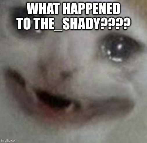 crying cat | WHAT HAPPENED TO THE_SHADY???? | image tagged in crying cat | made w/ Imgflip meme maker