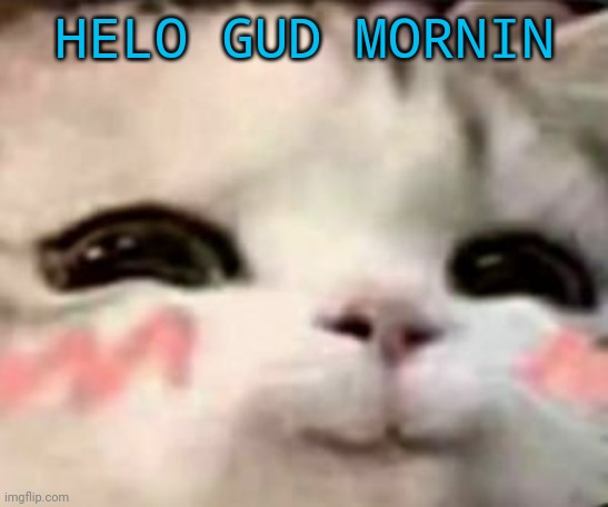 cute cat | HELO GUD MORNIN | image tagged in cute cat | made w/ Imgflip meme maker