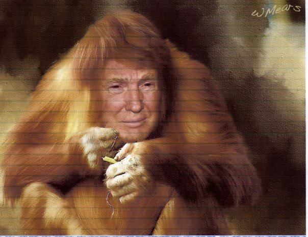 Trump Surrender Monkey Orangutan Blank Meme Template