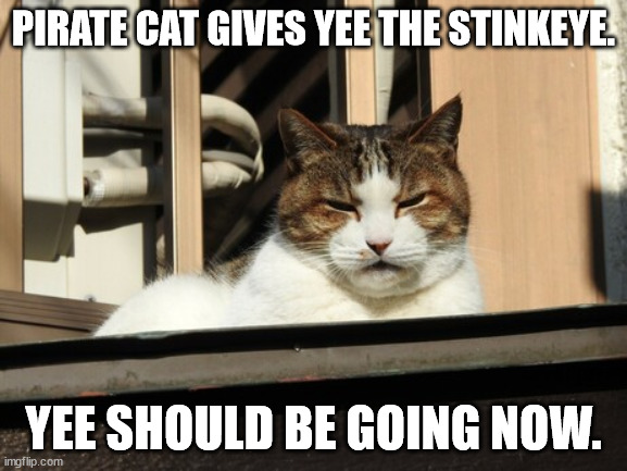 Pirate Cat's Stinkeye | PIRATE CAT GIVES YEE THE STINKEYE. YEE SHOULD BE GOING NOW. | image tagged in cat,stinkeye | made w/ Imgflip meme maker
