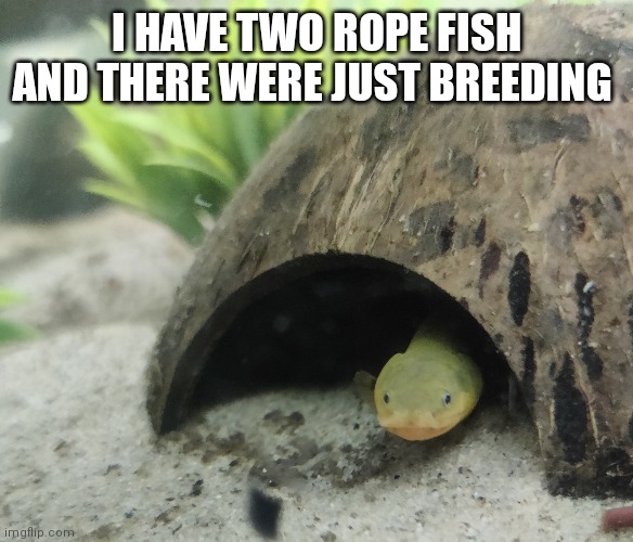 •-• | I HAVE TWO ROPE FISH AND THERE WERE JUST BREEDING | made w/ Imgflip meme maker