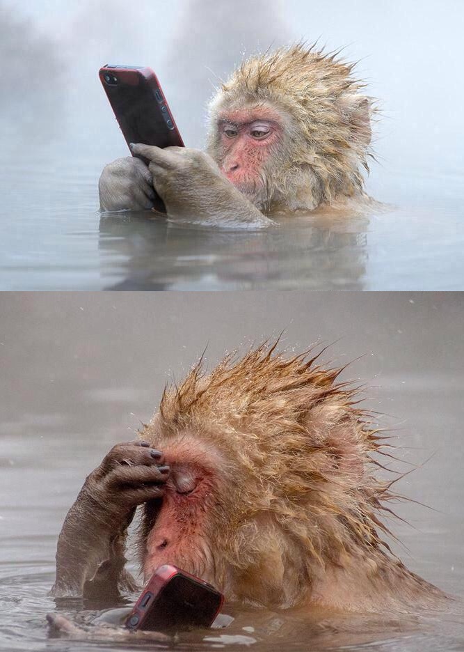 monkey facepalm Blank Template - Imgflip