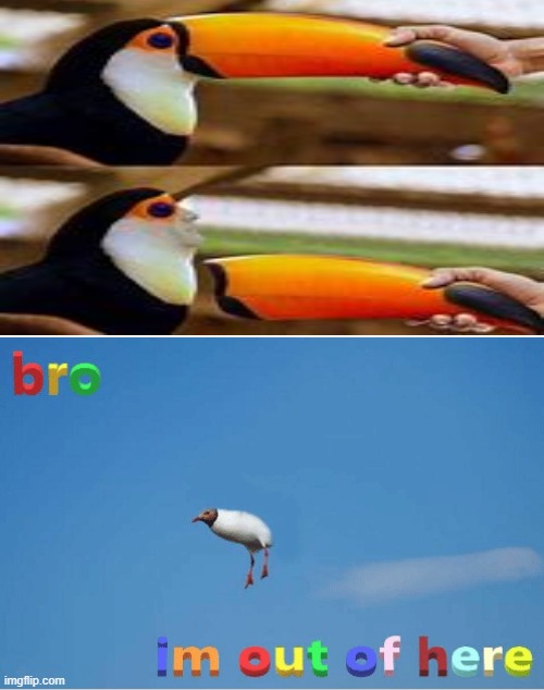 bird | image tagged in meme,cursed,bird,memes,help | made w/ Imgflip meme maker