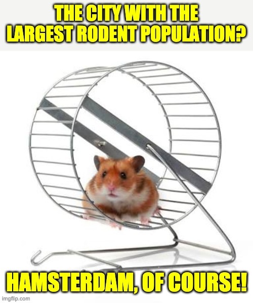 Rodent | . | image tagged in bad pun | made w/ Imgflip meme maker