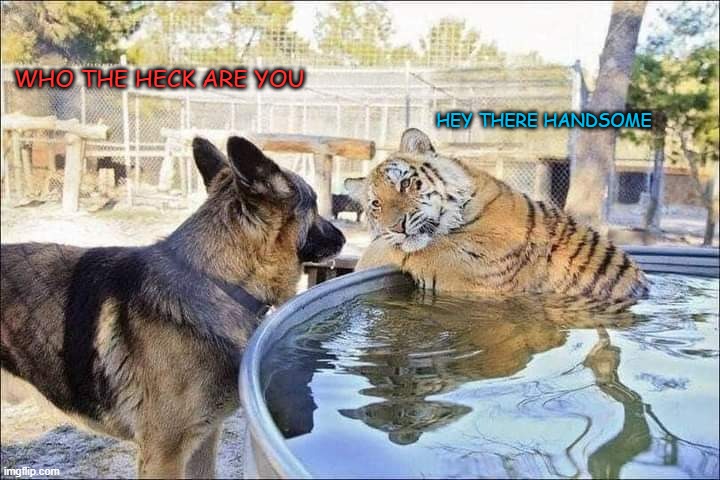 WHO THE HECK ARE YOU; HEY THERE HANDSOME | image tagged in woof | made w/ Imgflip meme maker