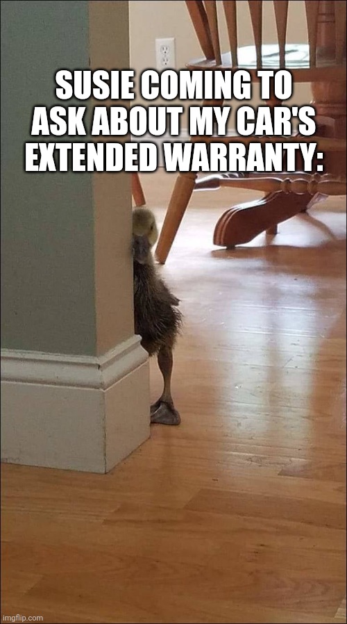You Have Yet To Extend Your Car's Warranty | SUSIE COMING TO ASK ABOUT MY CAR'S EXTENDED WARRANTY: | image tagged in duck looking around corner | made w/ Imgflip meme maker