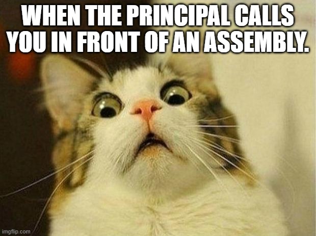 True | WHEN THE PRINCIPAL CALLS YOU IN FRONT OF AN ASSEMBLY. | image tagged in memes,scared cat | made w/ Imgflip meme maker