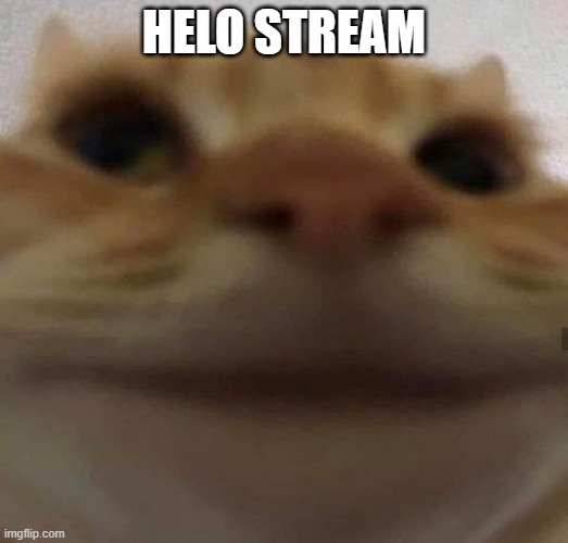 awkward cat | HELO STREAM | image tagged in awkward cat | made w/ Imgflip meme maker