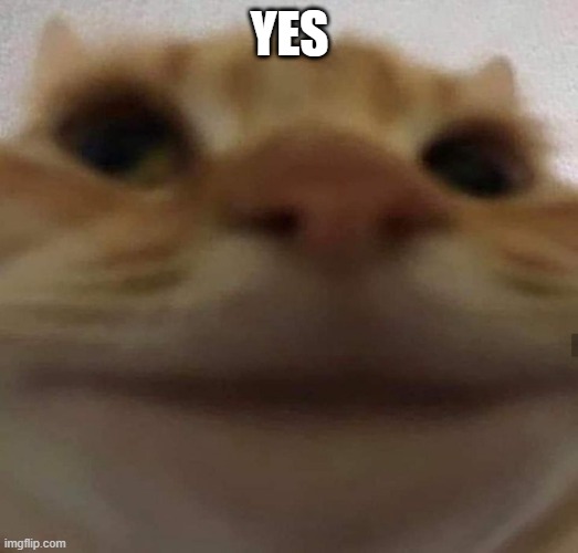 awkward cat | YES | image tagged in awkward cat | made w/ Imgflip meme maker