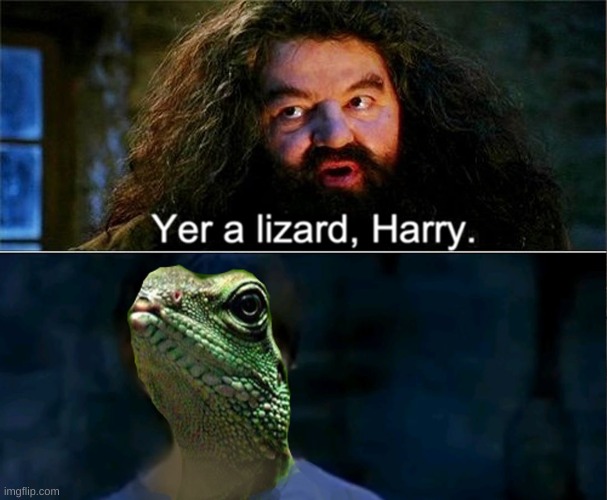 Your a lizard Harry | image tagged in harry potter | made w/ Imgflip meme maker