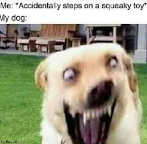 S Q U E A K | image tagged in dogs be like | made w/ Imgflip meme maker