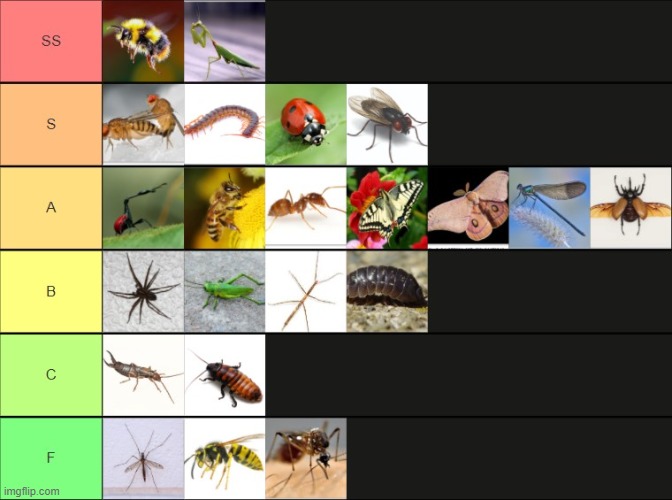 bug tier list | made w/ Imgflip meme maker