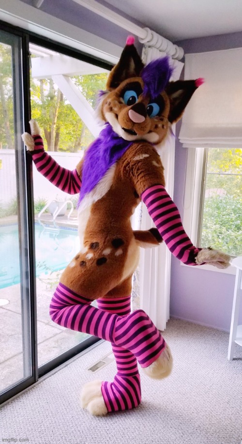 Boys! We got a real one! (The fursuiter's name is Strobes) | image tagged in fursuit,femboy,furry,cute,real,socks | made w/ Imgflip meme maker