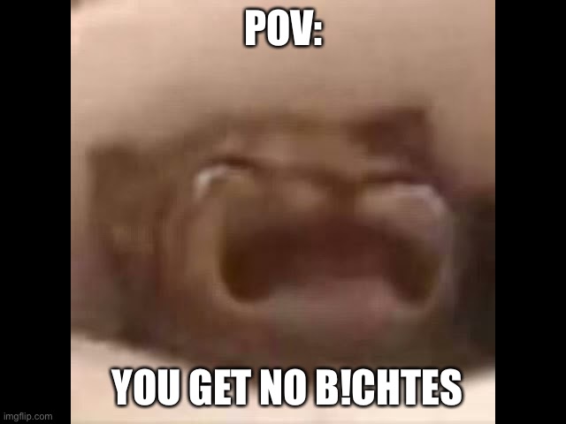 Number 15: cat go waa | POV:; YOU GET NO B!CHTES | image tagged in cat | made w/ Imgflip meme maker