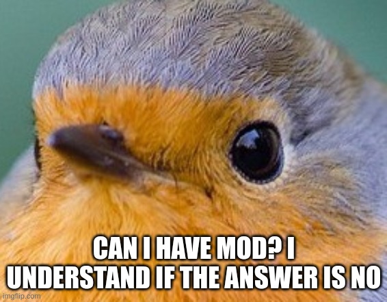 . | CAN I HAVE MOD? I UNDERSTAND IF THE ANSWER IS NO | image tagged in w | made w/ Imgflip meme maker