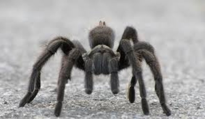 Tarantula | image tagged in tarantula | made w/ Imgflip meme maker