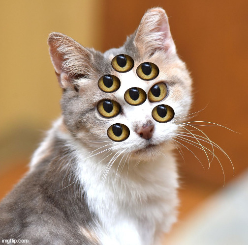 beutifal kitty | image tagged in c,a,t,eyes | made w/ Imgflip meme maker