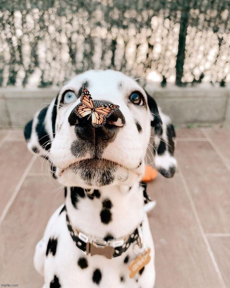 Dog and Butterfly ... Heart. | image tagged in awesome | made w/ Imgflip meme maker