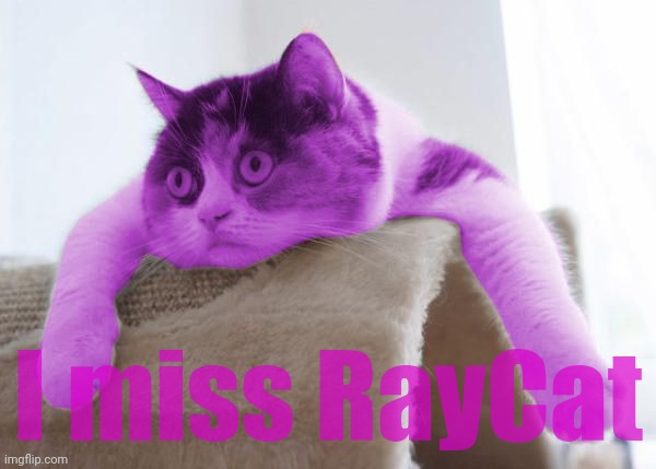 RayCat Stare | I miss RayCat | image tagged in raycat stare | made w/ Imgflip meme maker