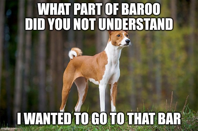Baroo | WHAT PART OF BAROO DID YOU NOT UNDERSTAND; I WANTED TO GO TO THAT BAR | image tagged in basenji | made w/ Imgflip meme maker