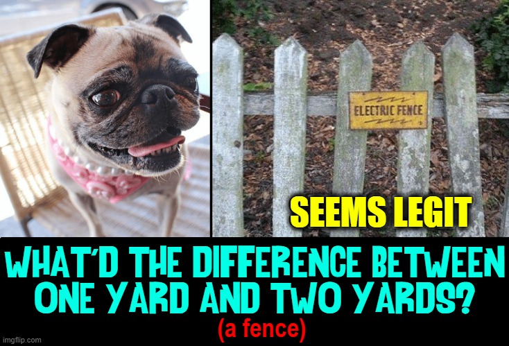 A Question for Which a Dog may have the Answer |  SEEMS LEGIT; WHAT'D THE DIFFERENCE BETWEEN
ONE YARD AND TWO YARDS? (a fence) | image tagged in vince vance,dogs,pugs,electric,fence,memes | made w/ Imgflip meme maker
