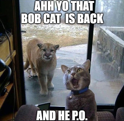 get the heater | AHH YO THAT BOB CAT  IS BACK; AND HE P.O. | image tagged in house cat with mountain lion at the door | made w/ Imgflip meme maker