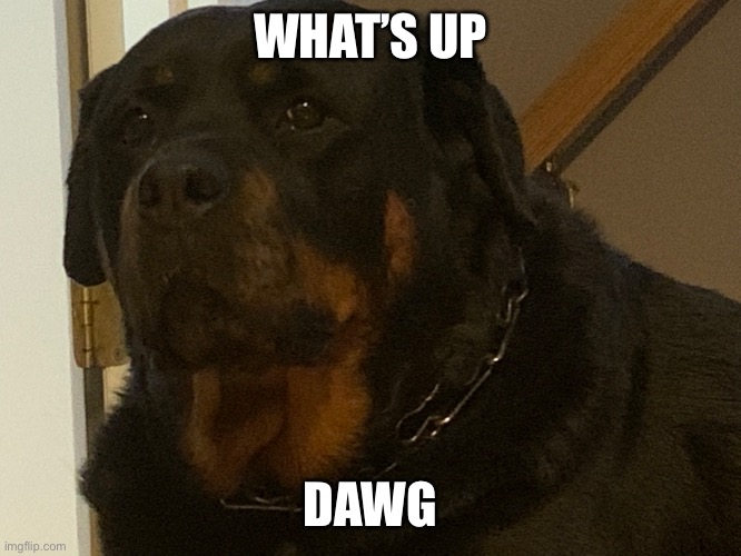 WHAT’S UP; DAWG | image tagged in doge | made w/ Imgflip meme maker
