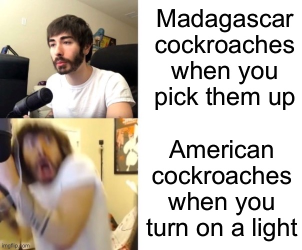 What’s with the Madagascar cockroaches being so calm | Madagascar cockroaches when you pick them up; American cockroaches when you turn on a light | image tagged in penguinz0 | made w/ Imgflip meme maker