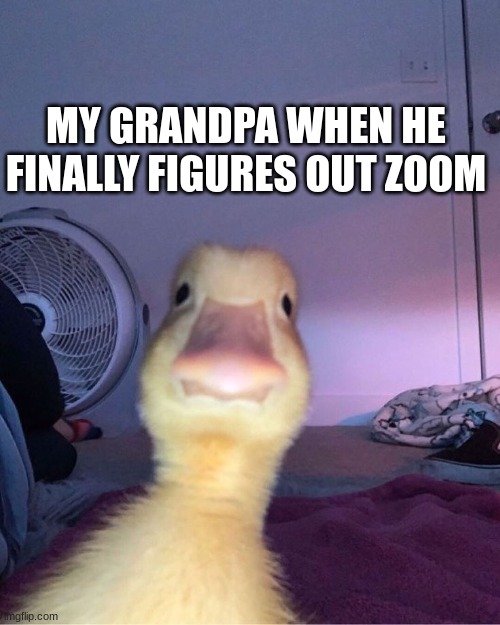My Grandpa: |  MY GRANDPA WHEN HE FINALLY FIGURES OUT ZOOM | image tagged in funny,grandpa,zoom,duck | made w/ Imgflip meme maker