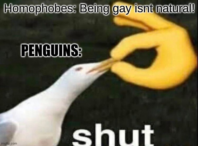 Hehehehehehe | Homophobes: Being gay isnt natural! PENGUINS: | image tagged in shut,penguin | made w/ Imgflip meme maker