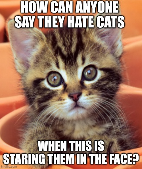 cute kitten |  HOW CAN ANYONE SAY THEY HATE CATS; WHEN THIS IS STARING THEM IN THE FACE? | image tagged in kittens,cats,cute | made w/ Imgflip meme maker