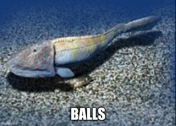 Hemicyclaspis | BALLS | image tagged in hemicyclaspis | made w/ Imgflip meme maker