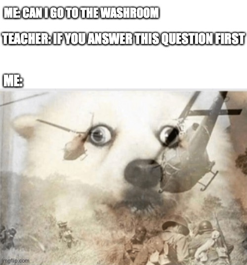 Why! | ME: CAN I GO TO THE WASHROOM; TEACHER: IF YOU ANSWER THIS QUESTION FIRST; ME: | image tagged in ptsd dog,fun,memes,funny,dogs | made w/ Imgflip meme maker