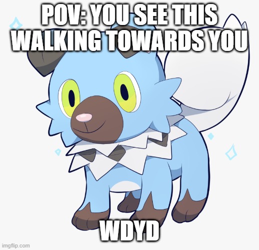 pokemon rp | POV: YOU SEE THIS WALKING TOWARDS YOU; WDYD | image tagged in pokemon,rockruff | made w/ Imgflip meme maker