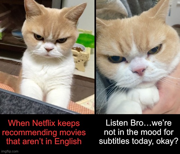 We Need to Set Up Some Preferences | Listen Bro…we’re not in the mood for subtitles today, okay? When Netflix keeps recommending movies that aren’t in English | image tagged in funny memes,cat in a bad mood,netflix | made w/ Imgflip meme maker