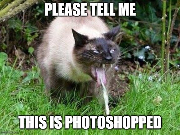 Cat Barfing | PLEASE TELL ME THIS IS PHOTOSHOPPED | image tagged in cat barfing | made w/ Imgflip meme maker