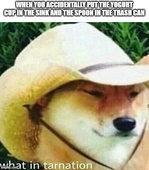 i am dumb | WHEN YOU ACCIDENTALLY PUT THE YOGURT CUP IN THE SINK AND THE SPOON IN THE TRASH CAN | image tagged in what in tarnation dog,i'm the dumbest man alive,special kind of stupid,do you are have stupid,well yes,i need help | made w/ Imgflip meme maker