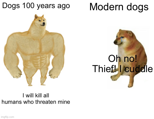 Dog | Dogs 100 years ago; Modern dogs; Oh no! Thief! I cuddle; I will kill all humans who threaten mine | image tagged in memes,buff doge vs cheems | made w/ Imgflip meme maker