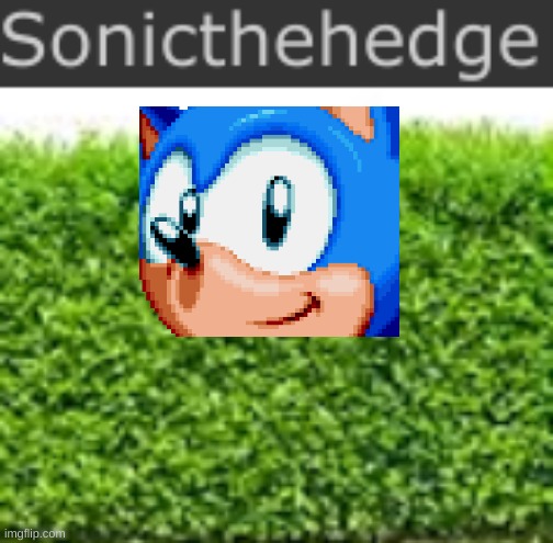 hmm yes, the hedge | image tagged in funny imgflip names | made w/ Imgflip meme maker