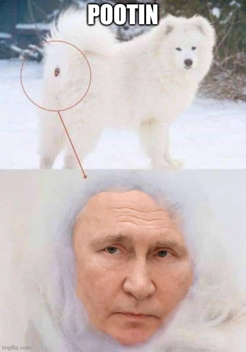 Pootin | POOTIN | image tagged in politics,putin,russia,dogs,funny memes,lol | made w/ Imgflip meme maker
