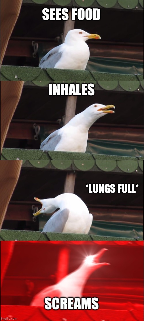 Inhaling Seagull Meme | SEES FOOD; INHALES; *LUNGS FULL*; SCREAMS | image tagged in memes,inhaling seagull | made w/ Imgflip meme maker