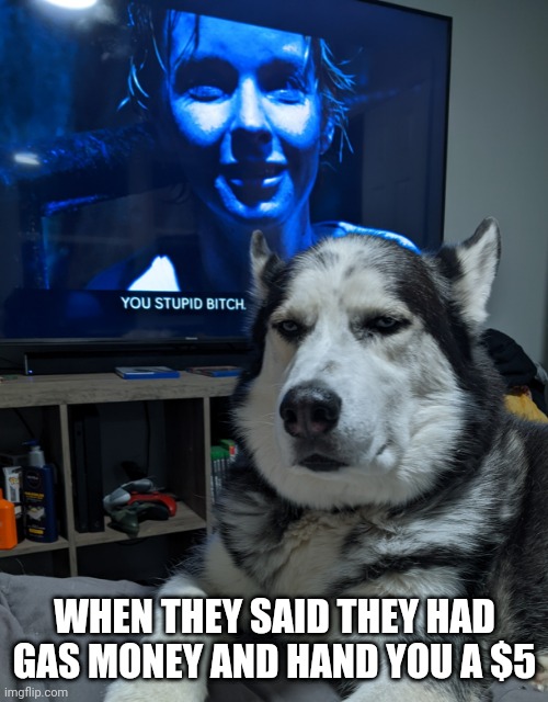 WHEN THEY SAID THEY HAD GAS MONEY AND HAND YOU A $5 | image tagged in grumpy,husky | made w/ Imgflip meme maker