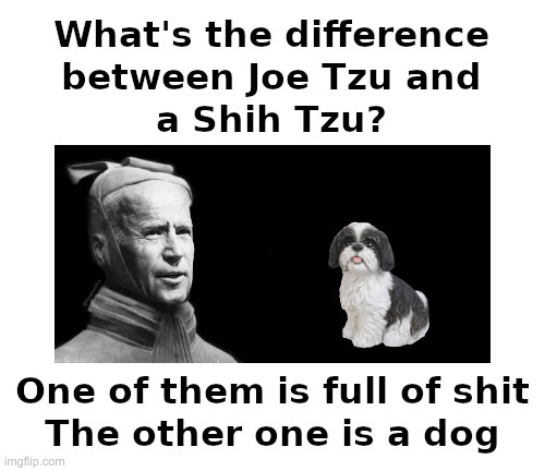 Joe Tzu and a Shih Tzu | image tagged in biden,joe tzu,shih tzu | made w/ Imgflip meme maker