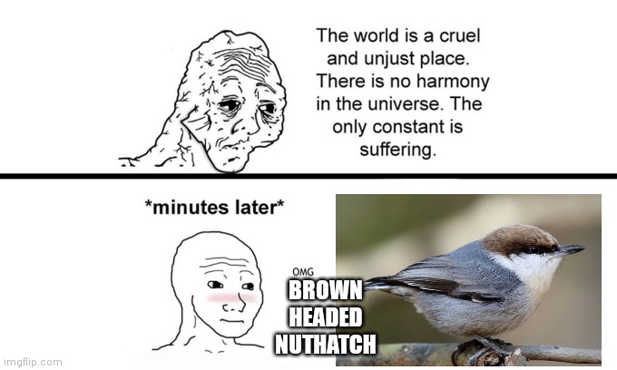 The World is a Cruel and Unjust Place | BROWN HEADED NUTHATCH | image tagged in the world is a cruel and unjust place | made w/ Imgflip meme maker