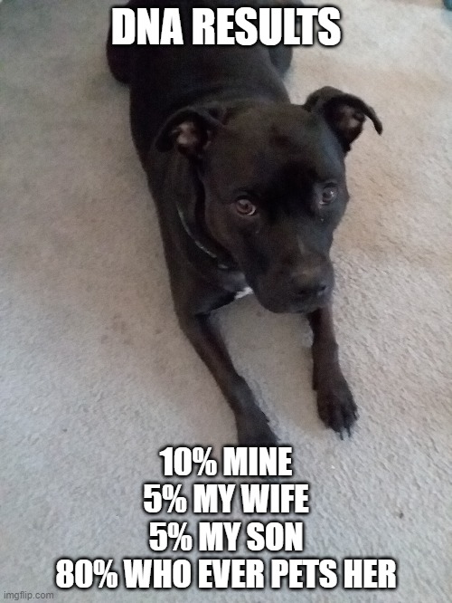 SOPHIE | DNA RESULTS; 10% MINE
5% MY WIFE
5% MY SON
80% WHO EVER PETS HER | image tagged in pets | made w/ Imgflip meme maker