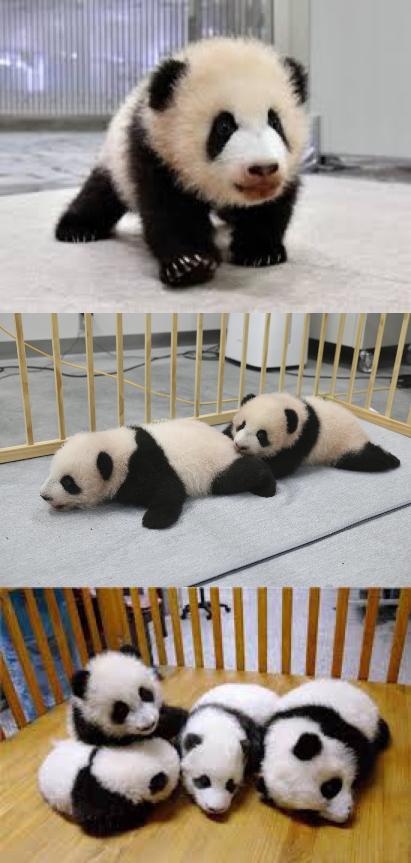 High Quality Cute pandas Blank Meme Template